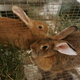 Illustration for article titled Rabbit Thieves Executed In Eighteenth Century Britain